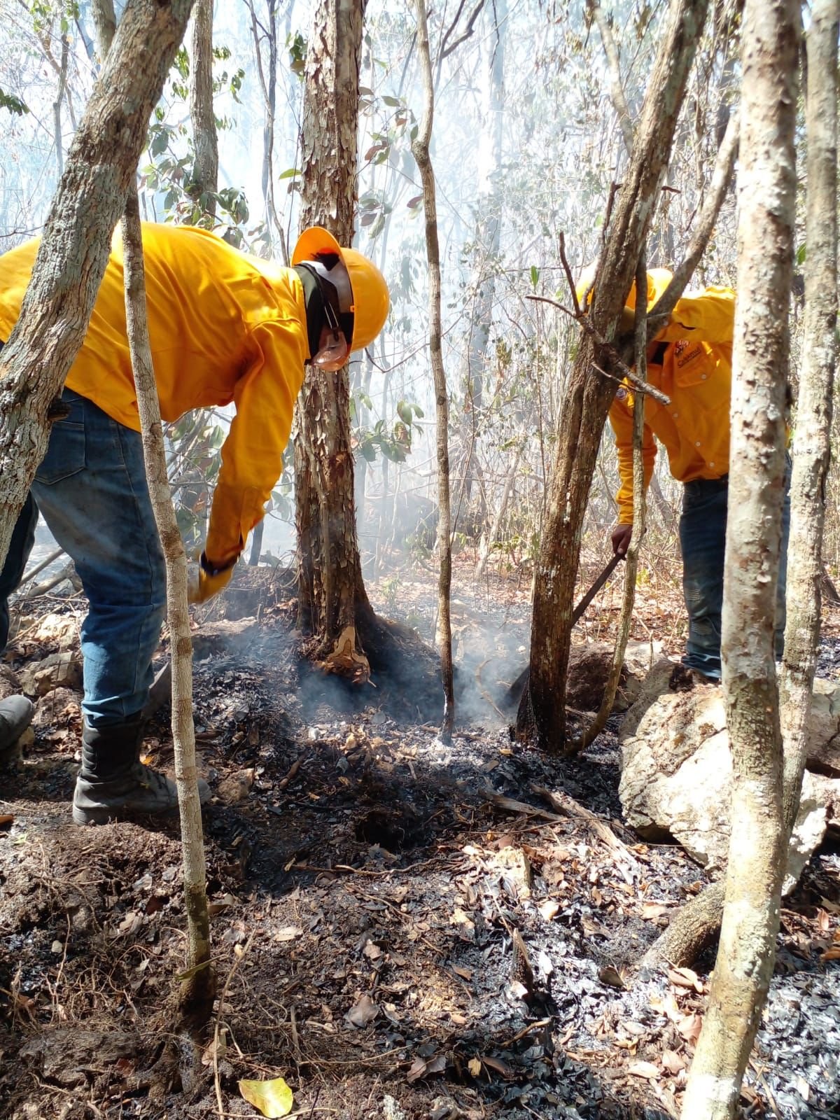 Campeche inicia 2026 con cinco incendios forestales y 544 hectáreas afectadas