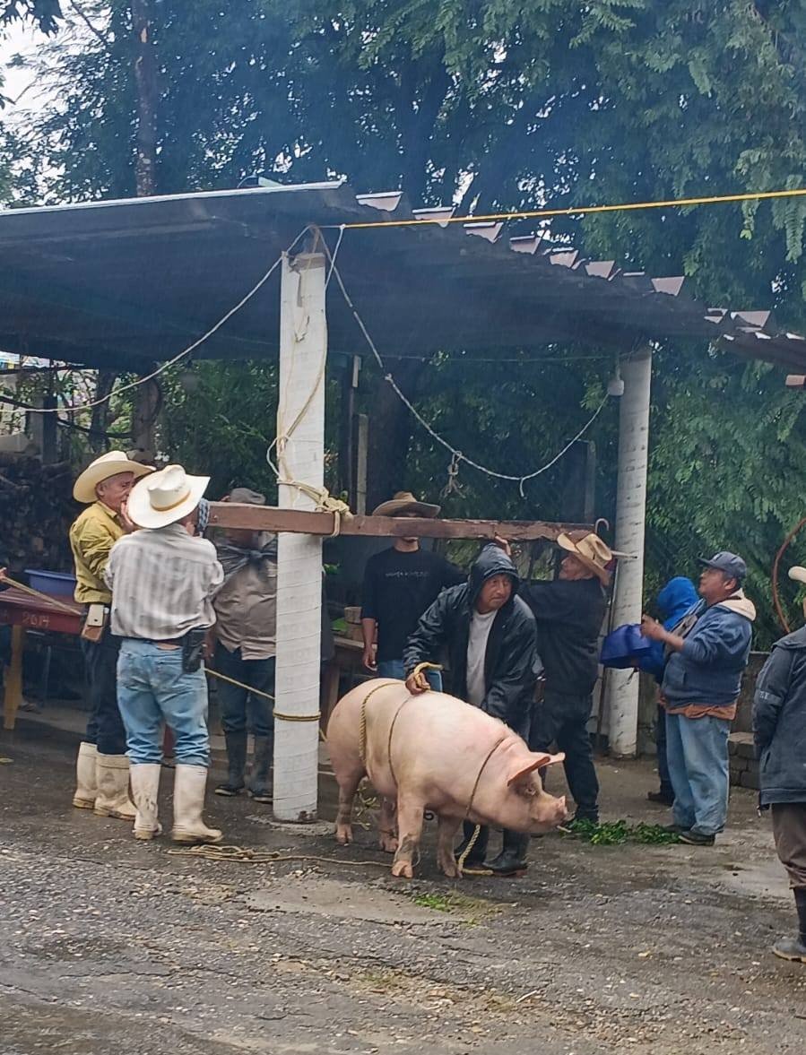 Exigen a Copriscam frenar matanza clandestina de cerdos en Ciudad del Carmen
