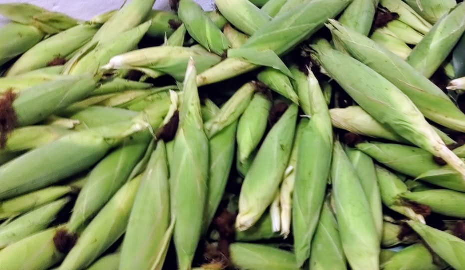 Más de 108 mdp en apoyos a productores de maíz en Campeche