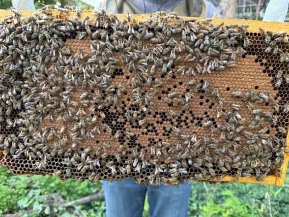 Apicultores rechazan meta de producción de 60 mil toneladas de miel en Campeche