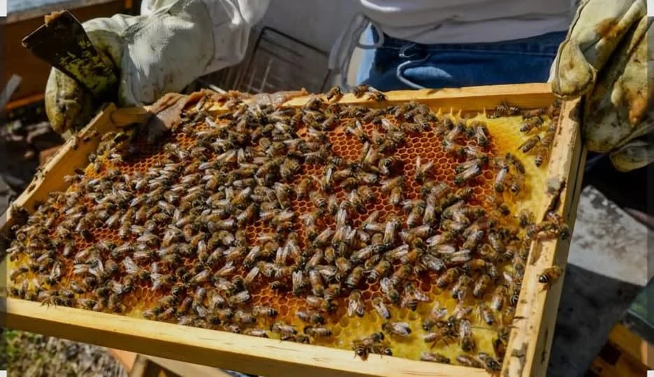 Abejas bajo amenaza en Los Chenes; reportan nuevo caso de mortandad
