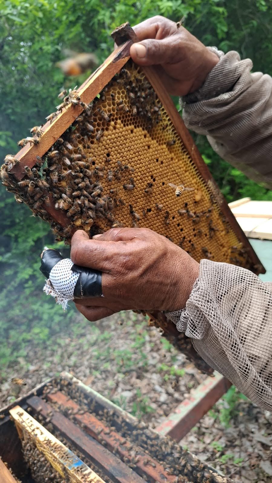 SCJN analizará si las abejas pueden ser reconocidas como sujetos de derechos