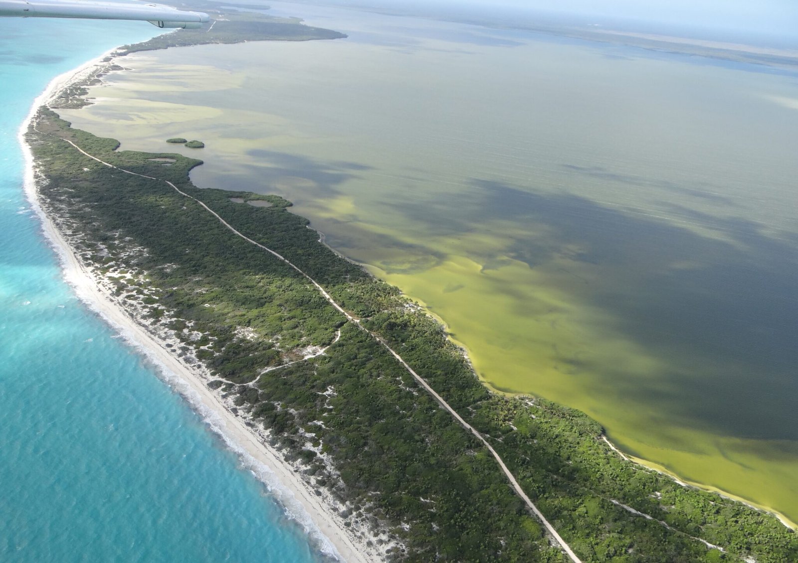 Conanp protegerá 17.8 millones de m² de playa y manglar en Campeche