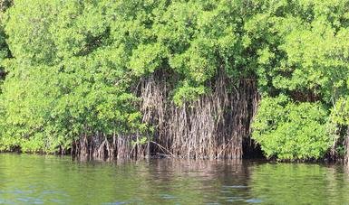 Décadas de deterioro dejan 8 mil 600 hectáreas de manglar dañadas en Atasta